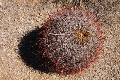 Barrel Cactus
