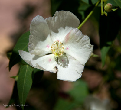 Desert Flower