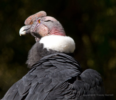 White Necked Vulture