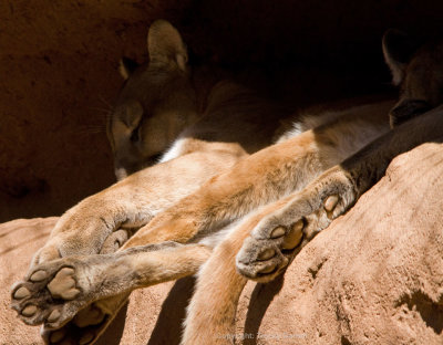 Sleeping Mountain Lion