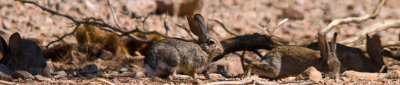 Rabbits