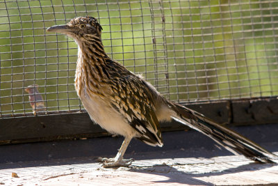 Road Runner