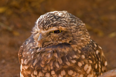 Burrowing Owl