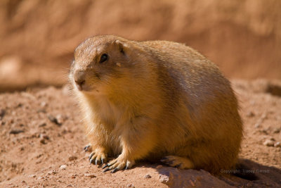Gopher