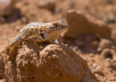 Lizard