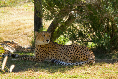 Cheetah