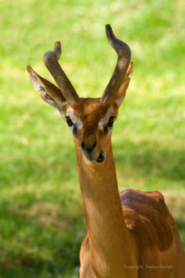 Gerenuk