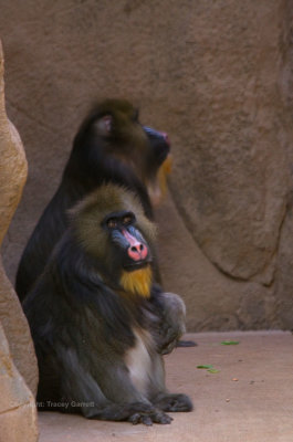 Mandrills