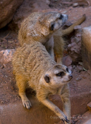 Meerkats