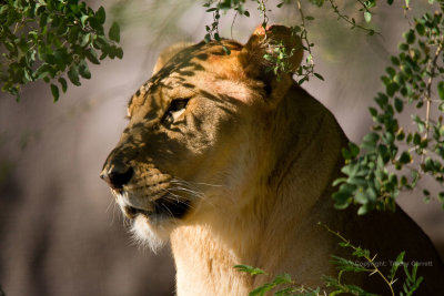 Lioness