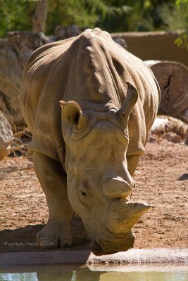 White Rhino