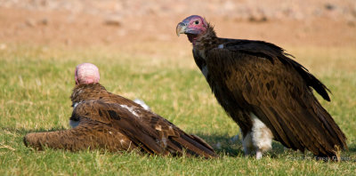 Vultures