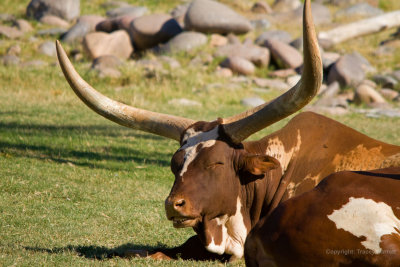 Big Horned Cattle