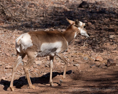 Pronghorn