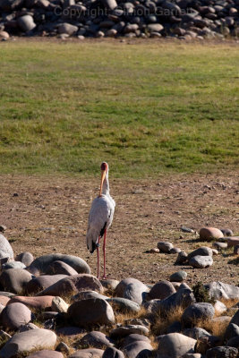 Crane