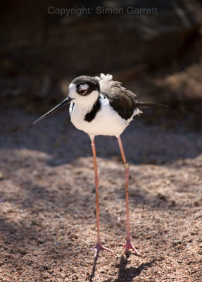 Black-Necked Stilt