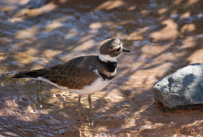 Plover