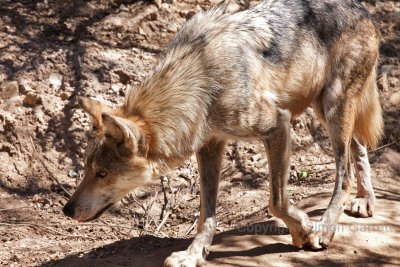 Wolf