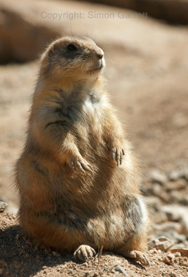 Fat Gopher
