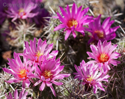 Cactus Flowers