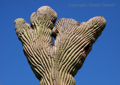 Saguaro Turks Head