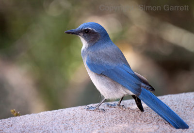 Western Scrub Jay