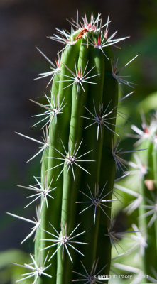 Spiky