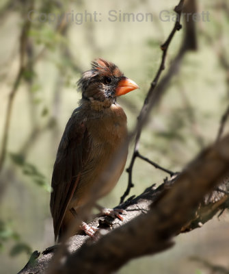 Female Northern Cardinal