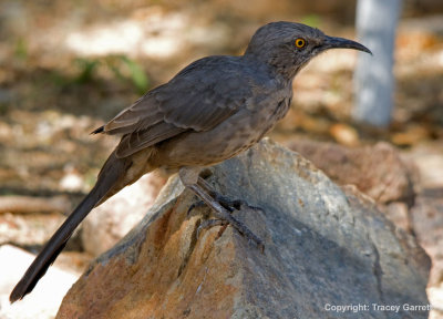 Curve-Billed Thrasher