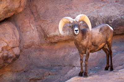 Big Horned Sheep
