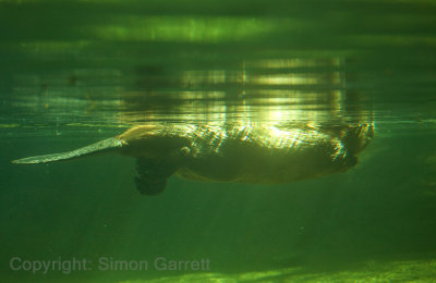 Beaver (underwater)