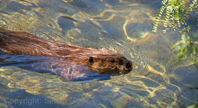 Beaver