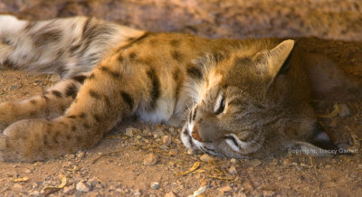 Bobcat