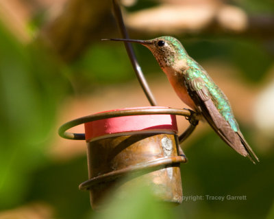 Anna's Hummingbird (female)