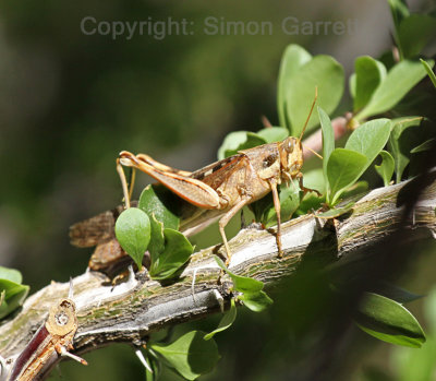 Grasshopper