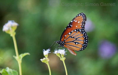 Queen Butterfly