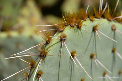 Prickly Pear Cactus
