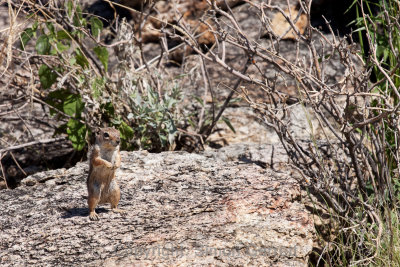 Harris Ground Squirrel