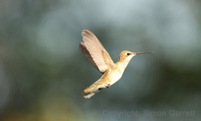 Female Hummingbird