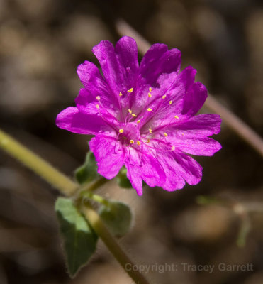 Desert Flower