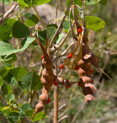 Seed pods