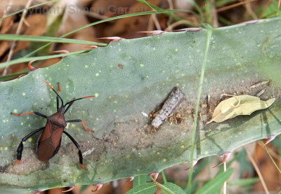 Beetle