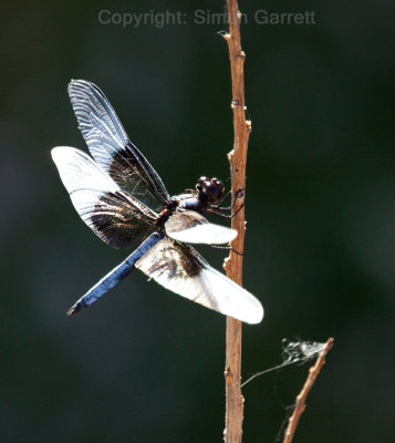 Dragonfly