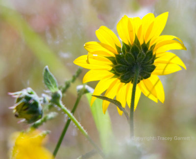 Delicate sunflower