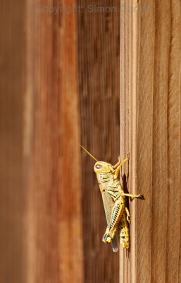 Grasshopper