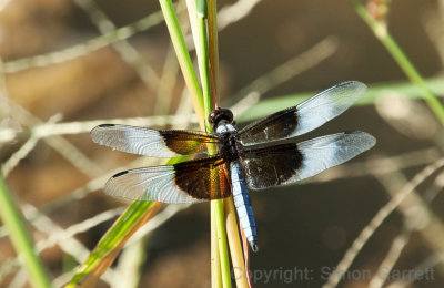 Dragonfly
