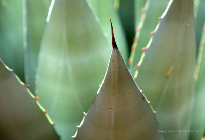 Aloe detail