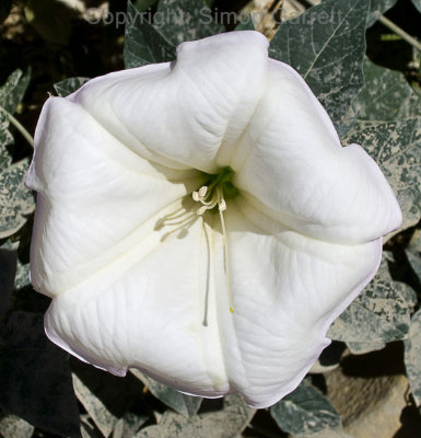 Sacred Datura (deadly!)