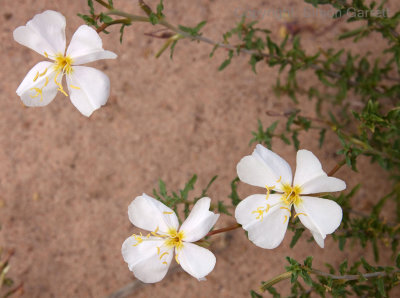 White Desert Flowers