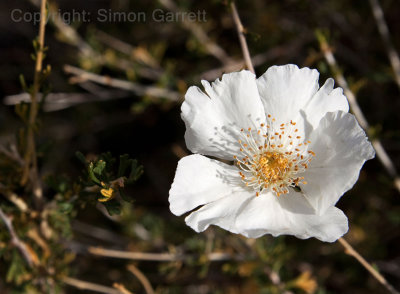 Prickly Poppy
